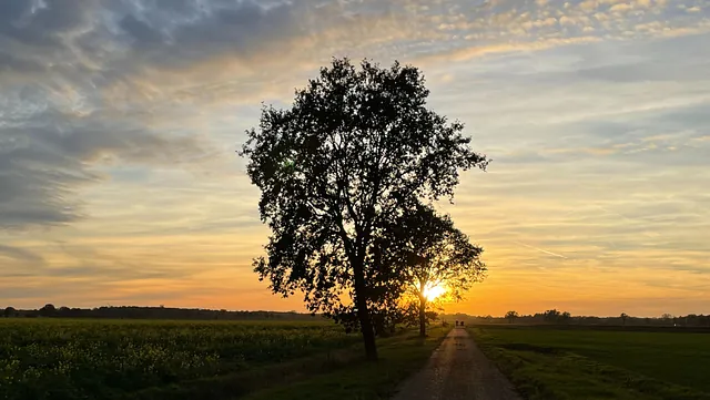 Ein Baum auf einem Feld bei der Sonnenuntergang